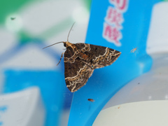 オオハガタナミシャク