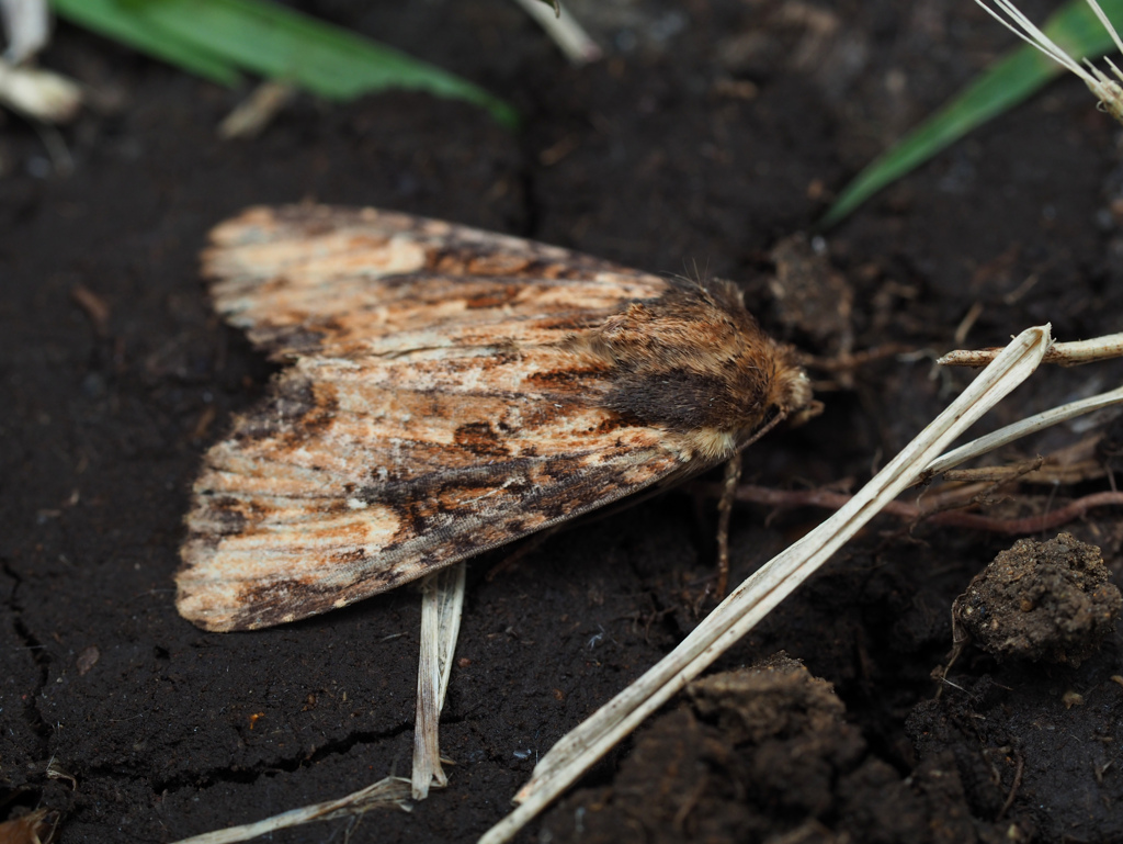 チャイロカドモンヨトウ