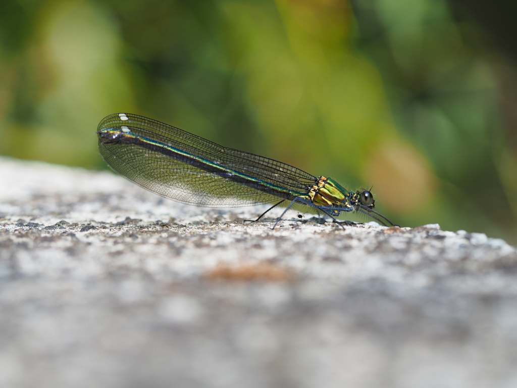 アサヒナカワトンボ ♀