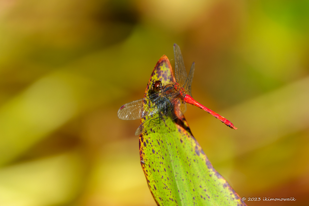 マユタテアカネ ♂