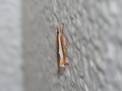 シロスジツトガ