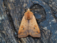 コウスチャヤガ ♂