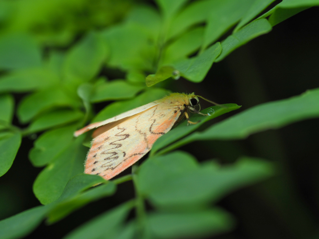 ベニヘリコケガ