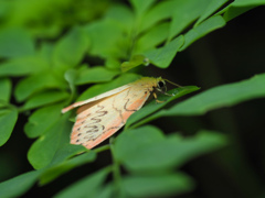 ベニヘリコケガ