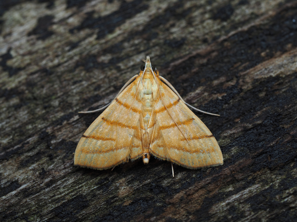 ヨスジノメイガ