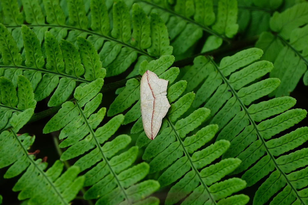 Timandra sp.