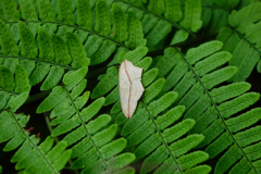 Timandra sp.