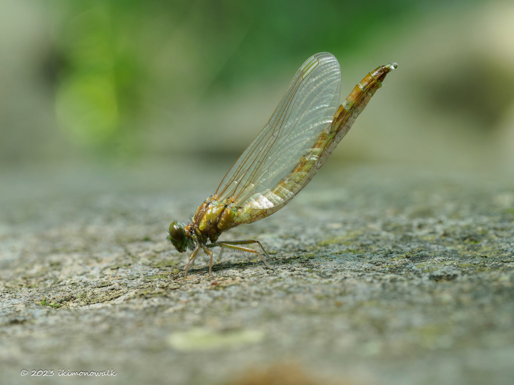 ヒメサナエ ♀羽化