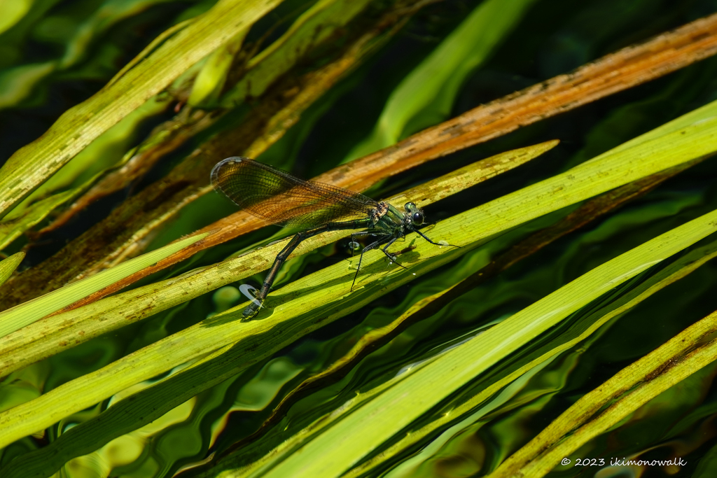 アサヒナカワトンボ ♀産卵