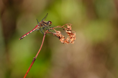 ナツアカネ ♀