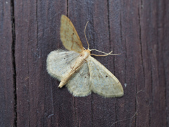 Idaea? sp.