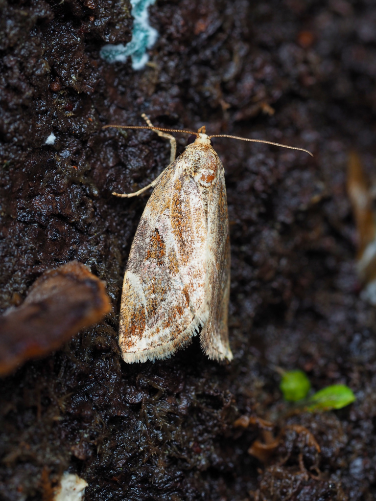 フタホシコヤガ