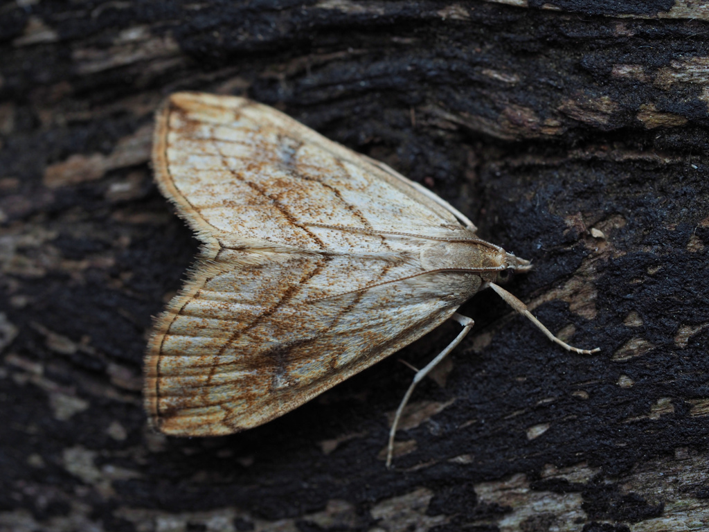 ナニセノメイガ