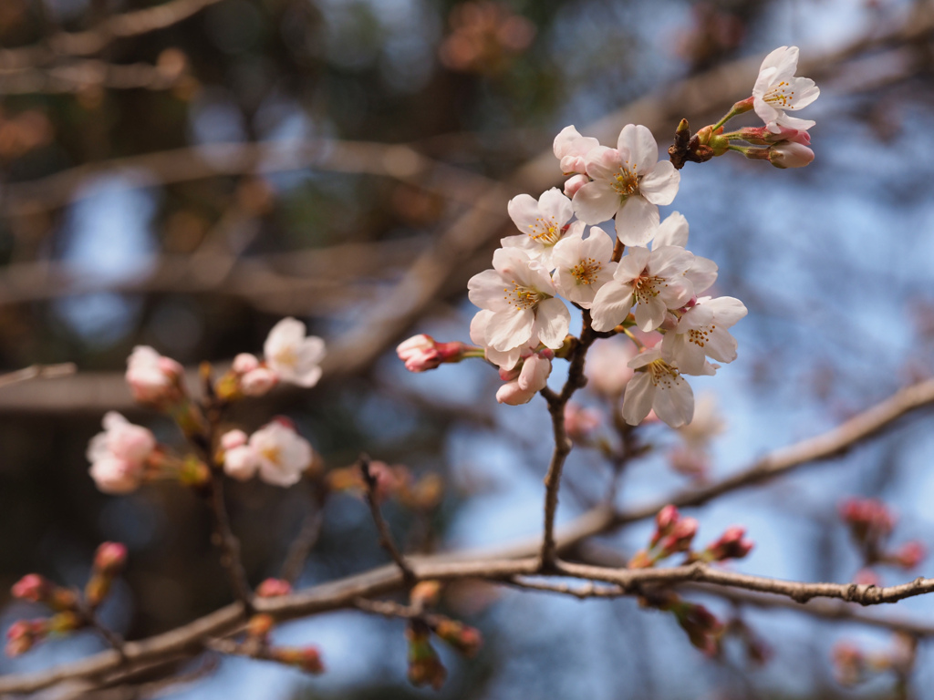 ソメイヨシノの開花状況