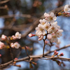 ソメイヨシノの開花状況