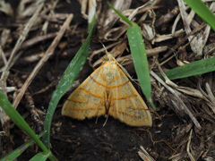 ヨスジノメイガ