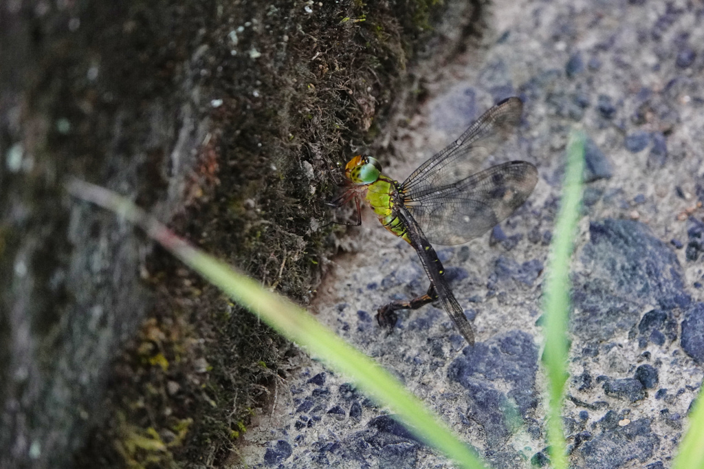 カトリヤンマ ♀産卵