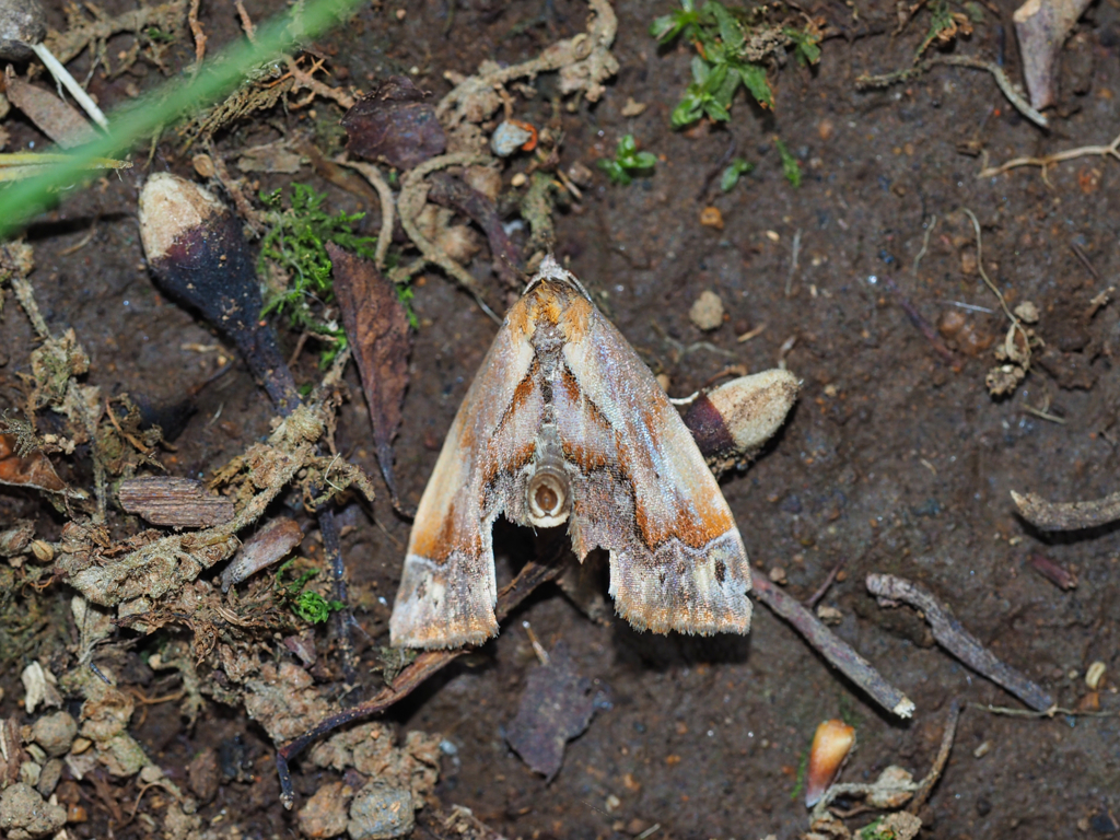 キマダラアツバ