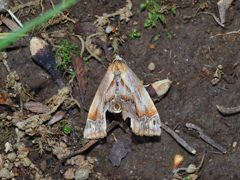 キマダラアツバ