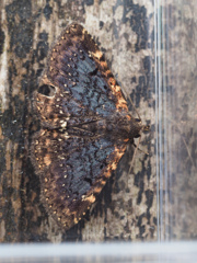 ムラサキアツバ