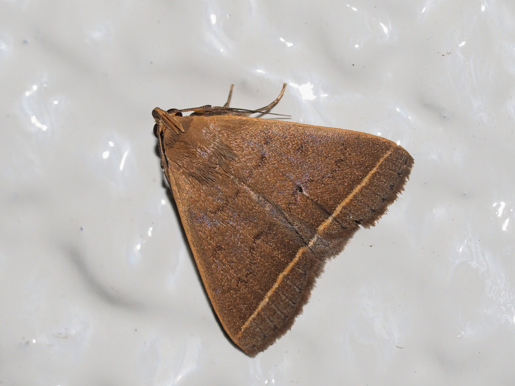 ニセアカマエアツバ♂