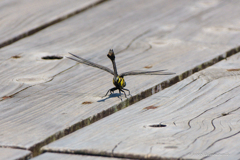 タイワンウチワヤンマ ♀