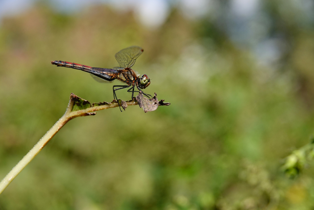 アキアカネ ♀