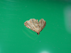 ヒメマダラミズメイガ ♂(?)