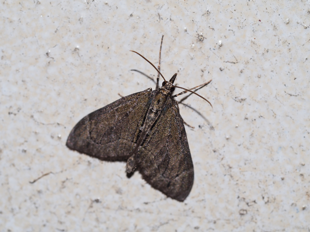 アトスジグロナミシャク