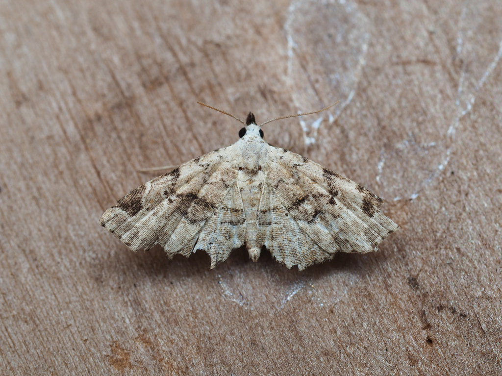 クロハナコヤガ