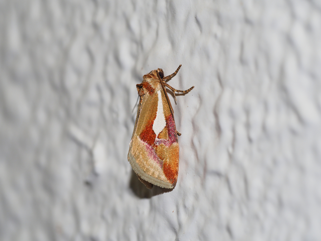 シロヒシモンコヤガ