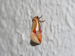 シロヒシモンコヤガ