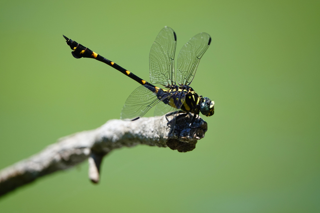 タイワンウチワヤンマ ♂