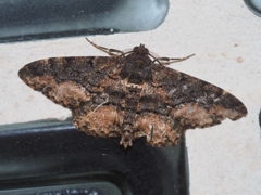 チャノウンモンエダシャク ♂