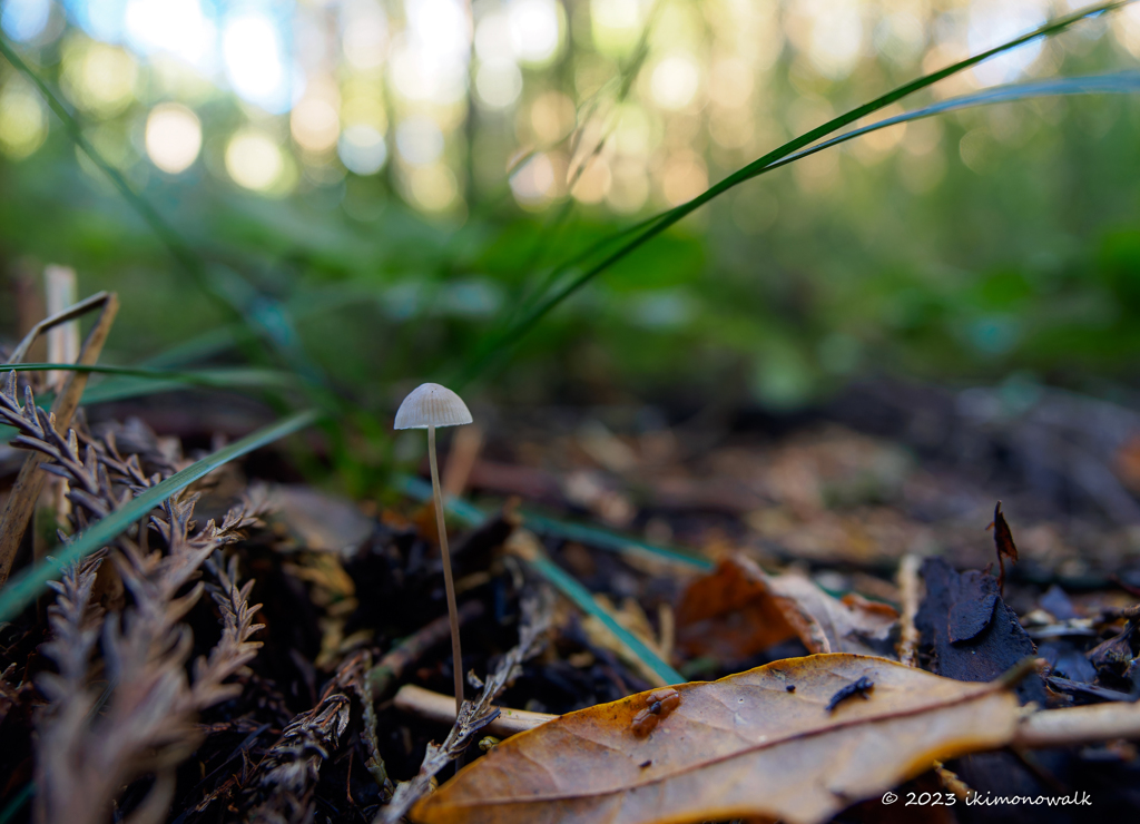 Mycena sp.(?)