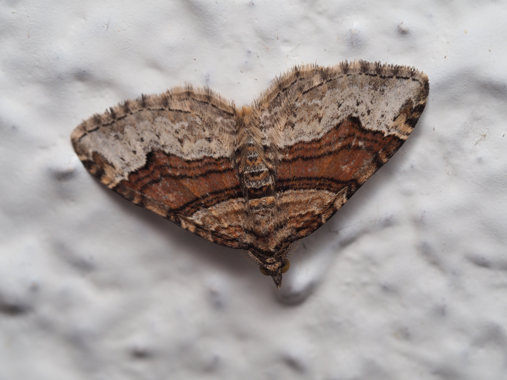 フタトビスジナミシャク ♂