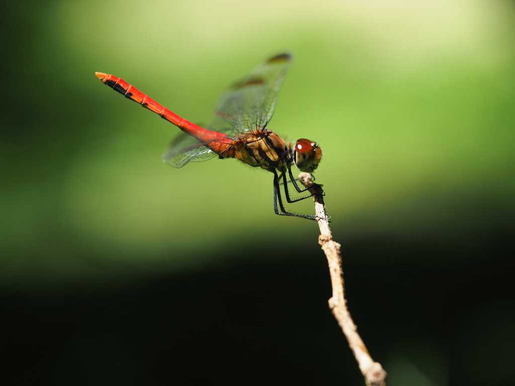 リスアカネ ♂