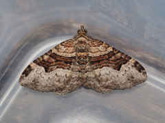 フタトビスジナミシャク ♂