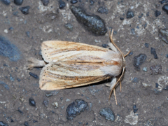 ウスキシャチホコ♂