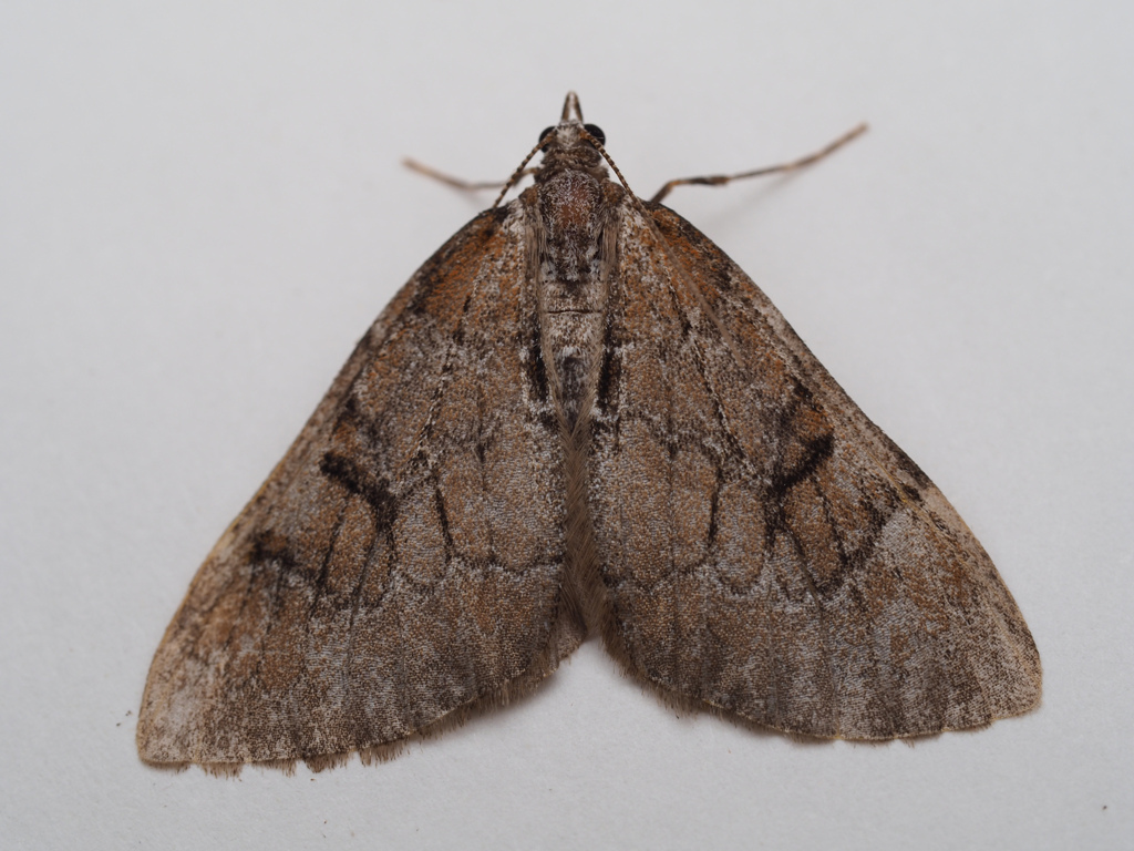 ウスクロオビナミシャク