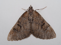 ウスクロオビナミシャク