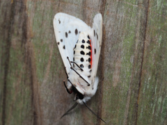 アカハラゴマダラヒトリ