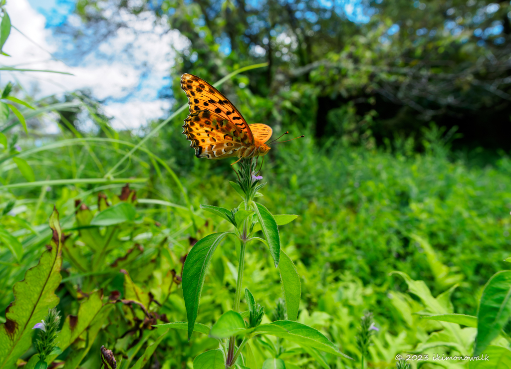 ツマグロヒョウモン ♂