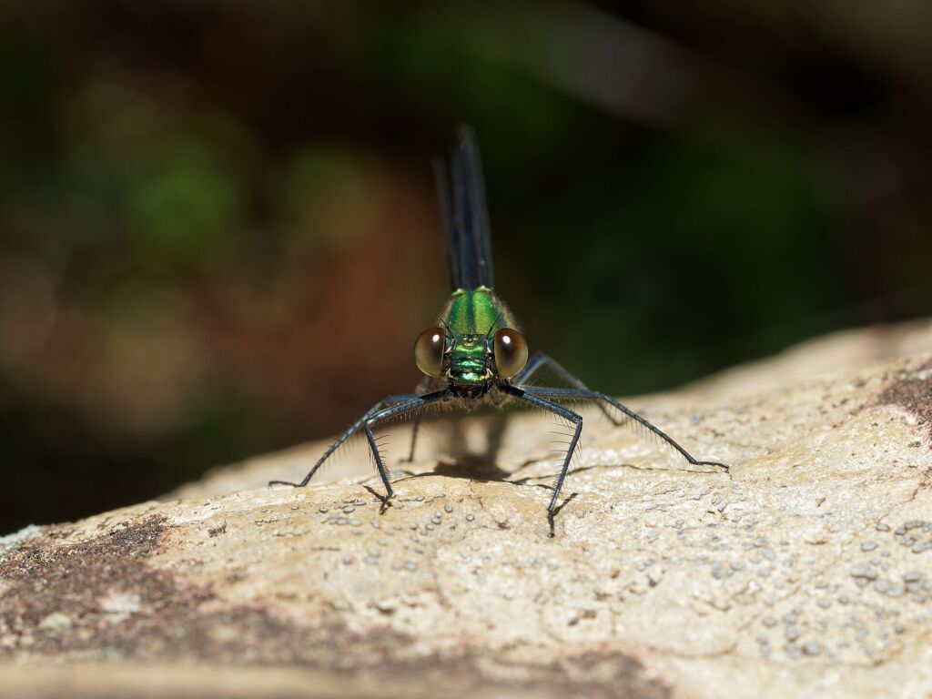 アサヒナカワトンボ ♀