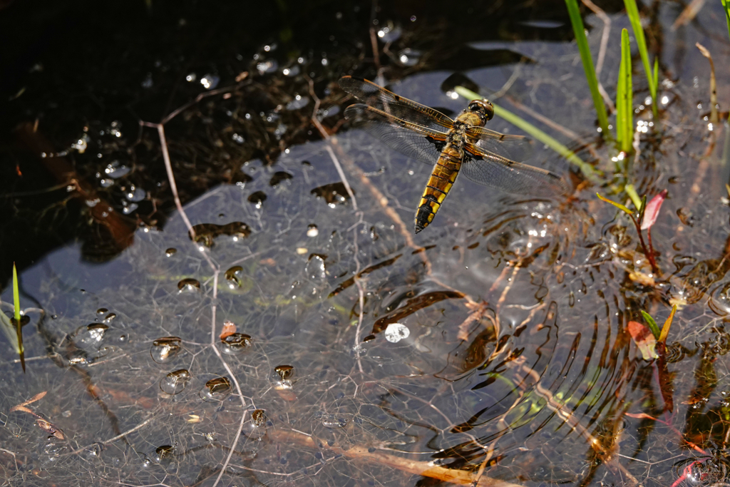 ヨツボシトンボ♀ 産卵