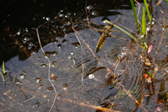 ヨツボシトンボ♀ 産卵