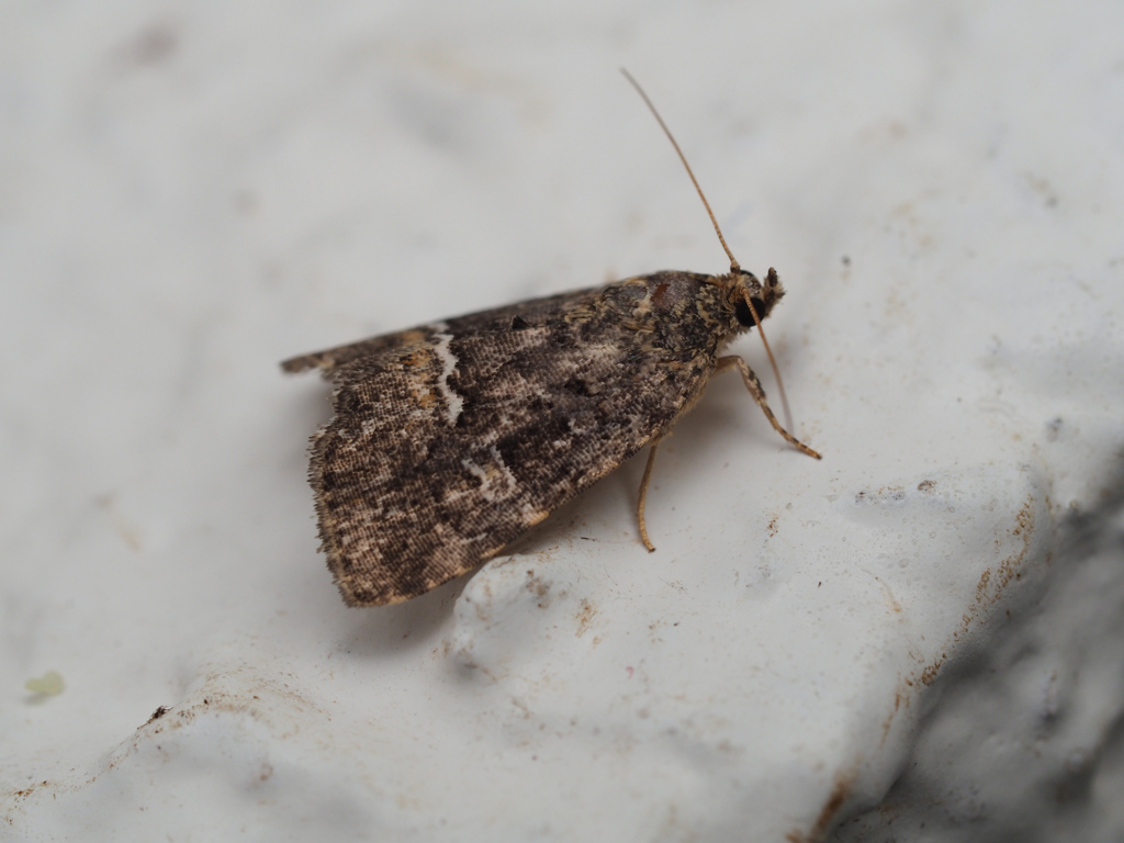 ウスシロフコヤガ