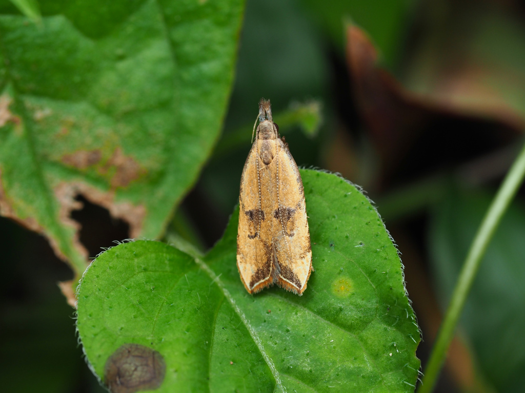 フジフサキバガ