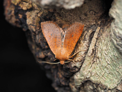 ホシオビキリガ まだら型