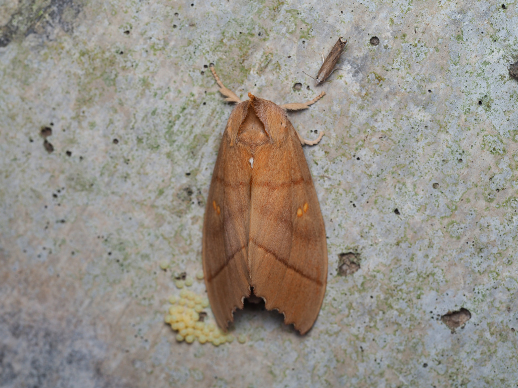 セダカシャチホコ ♀